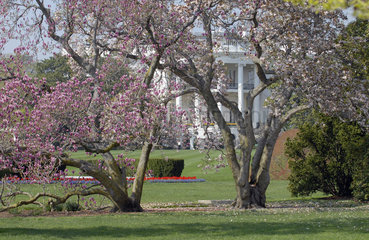 Weisses Haus  Washington D.C.. United States of America  Vereinigte Staaten von Amerika  USA. mit bluehenden Kirschbaeumen