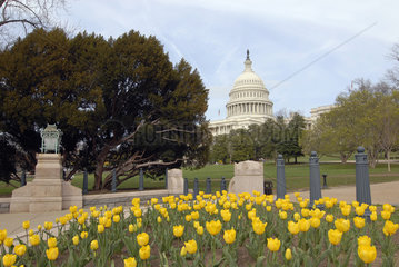 United States Capitol mit Tulpenbeet