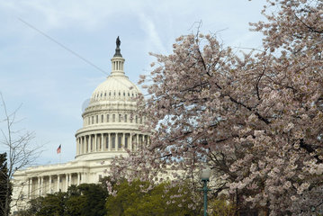United States Capitol mit Kirschblueten