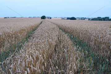 Manderow  Deutschland  reifes Getreidefeld am Morgen