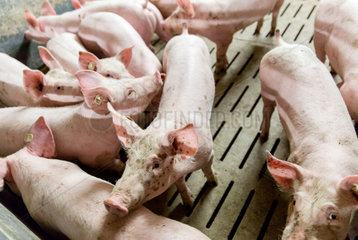 Unna  Deutschland  konventioneller Schweinestall
