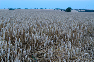 Manderow  Deutschland  ein reifes Getreidefeld am Morgen