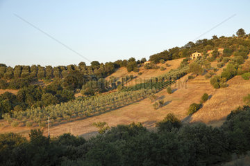 Scansano  Italien  Olivenhaine in der Toskana in der Abendsonne