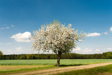 Brandenburg  Deutschland  Apfelbaum in der Uckermark in der Naehe von Templin