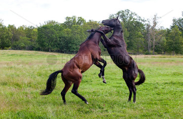 Kalmar  Schweden  Pferde kaempfen miteinander