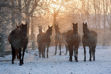 Graditz  Deutschland  Pferde im Winter bei Sonnenaufgang auf der Koppel