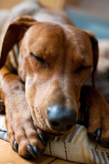Berlin  Deutschland  Hund liegt auf seinem Kissen und schlaeft
