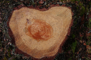 Lessebo  Schweden  Querschnitt eines Baumstammes mit Jahresringen
