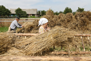 Gruszauka  Weissrussland  altes Bauernpaar bei der traditionellen Getreideernte