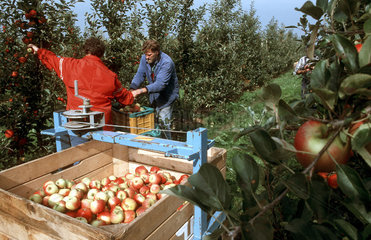 Apfelernte im Alten Land - Elstar