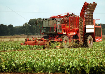 Herbstzeit ist Erntezeit oder: Auch die Erntemethoden haben sich seit Achards Zeiten geaendert: Vollernter bei der Zuckerruebenernte.