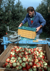 Apfelernte im Alten Land - Elstar