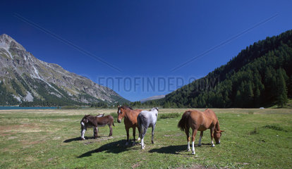 Isola  Schweiz  Pferde und Maulesel auf einer Weide nahe des Silser Sees