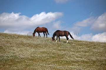 Goerlsdorf  Deutschland  Pferde grasen auf einer bluehenden Weide