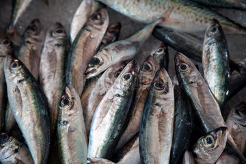 Funchal  Portugal  Fischverkauf auf Madeira