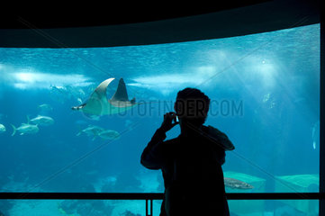 Aquariumbesucher mit Manta