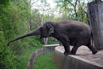 Berlin  Deutschland  ein Elefant im Zoologischen Garten
