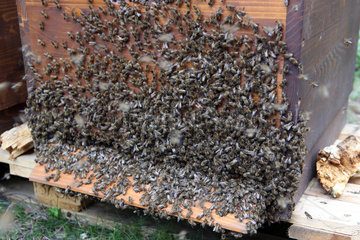 Berlin  Deutschland  Bienenschwarm haengt an der Aussenwand einer Bienenbeute