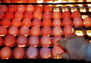 Eier von Huehnern aus Bodenhaltung - Qualitaetskontrolle in der Sortieranlage