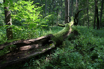 Bialowieza  Polen  umgestuerzter bemooster Baum im Nationalpark Bialowieza