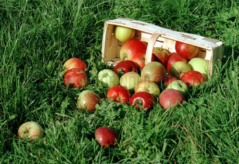 diverse Apfelsorten aus dem Alten Land