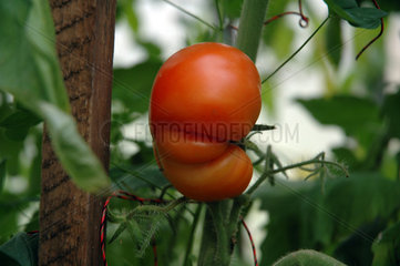 Tomaten im Gewaechshaus