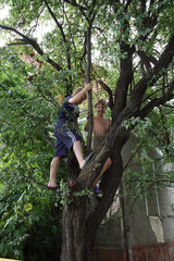 Grodno  Weissrussland  zwei Jungen klettern auf einen Baum