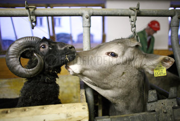Jerzens  Oesterreich  Kuh und Schafbock beschnuppern sich im Stall