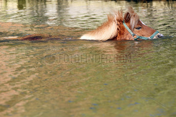 Prangendorf  Pony schwimmt durch einen See