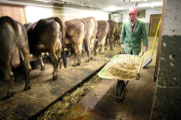Jerzens  Oesterreich  ein Bauer bringt das Futter fuer die Kuehe in den Stall