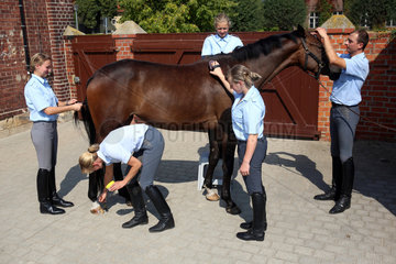 Graditz  Deutschland  vier Auszubildende und ein Ausbilder pflegen ein Pferd