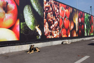 Bukarest  Rumaenien  wild lebende Hunde vor der Werbung mit Obst und Gemuese