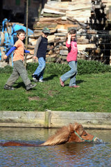 Prangendorf  Kinder beobachten ein Pony beim Schwimmen durch einen See