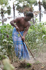 Puliyampathai  Sri Lanka  Gemueseanbau fuer eine unabhaengige Versorgung