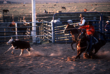 Utah - Rodeo