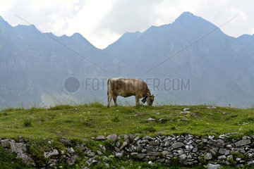 Kuh vor Alpenpanorama