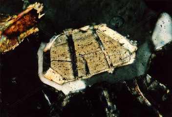 Mikroskopische Aufnahme eines Gneis-Gesteins