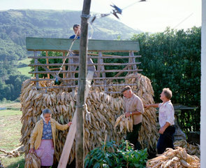 Azoren Maislagerung