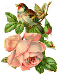 Vogel sitzt auf Rosenzweig  Poesiebild  1893