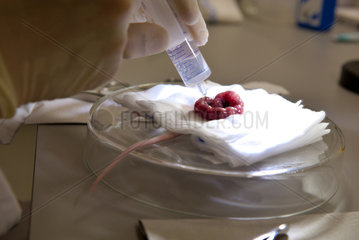 Uterus einer Labormaus wird feucht gehalten