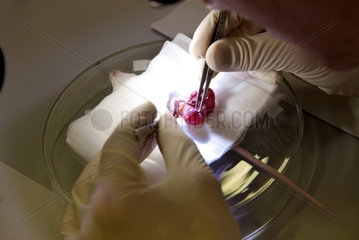 Uterus einer Labormaus wird freigelegt