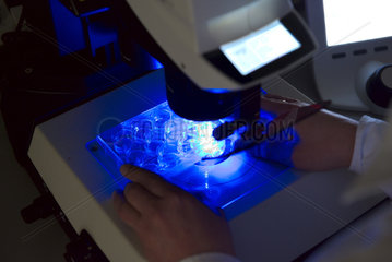 Gewebeproben unter Mikroskop mit UV-Licht