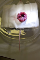 Uterus einer Labormaus bei Elektroporation