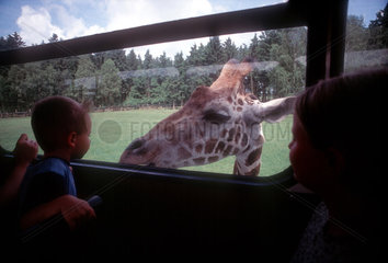 Safaripark Serengeti - Giraffe am Busfenster