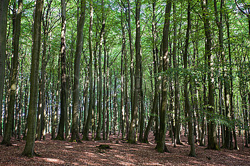Beech Forest - Ruegen