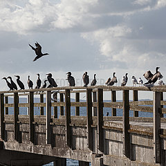 Great Black Cormorants - Ruegen