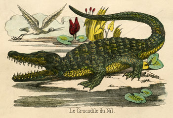 Krokodil  Illustration  1855