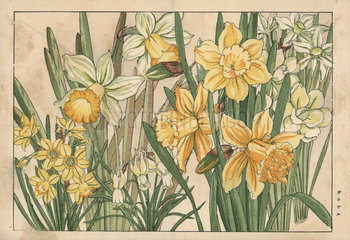 Daffodils  Narcissus pseudonarcissus