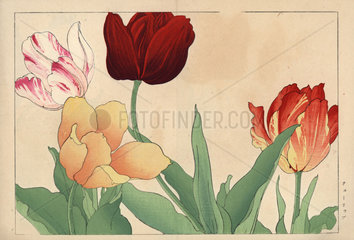 Tulips  Tulipa gesneriana varieties