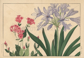 African lily  Agapanthus praecox  and catchfly  Silene armeria.